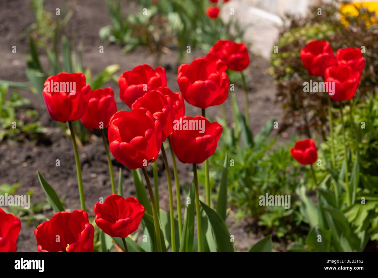 Une scène printanière vibrante avec des tulipes rouges en pleine floraison dans un paysage de jardin résidentiel. L'image capture la beauté naturelle de la saison fraîche Banque D'Images