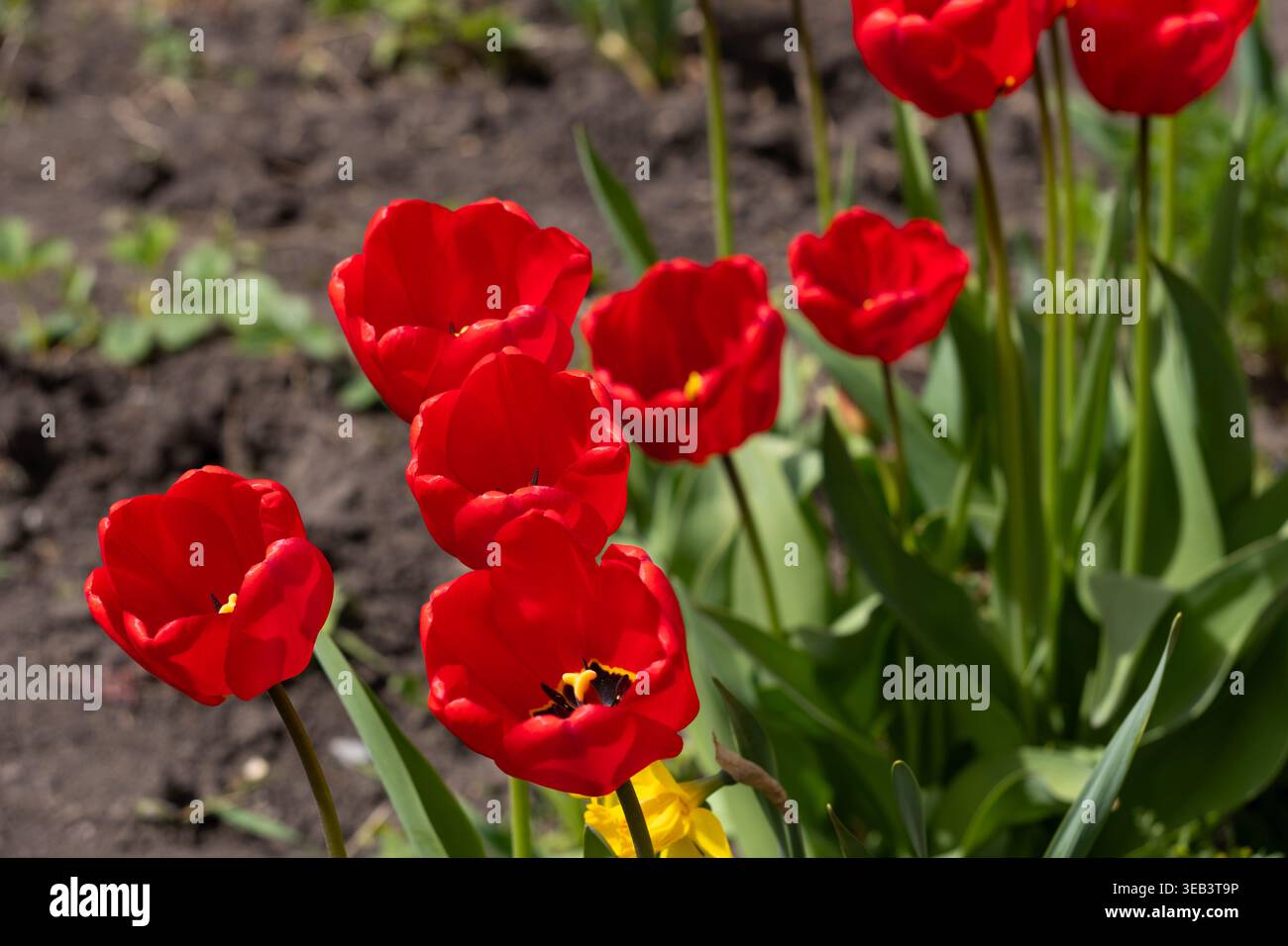 Une scène printanière vibrante avec des tulipes rouges en pleine floraison dans un paysage de jardin résidentiel. L'image capture la beauté naturelle de la saison fraîche Banque D'Images