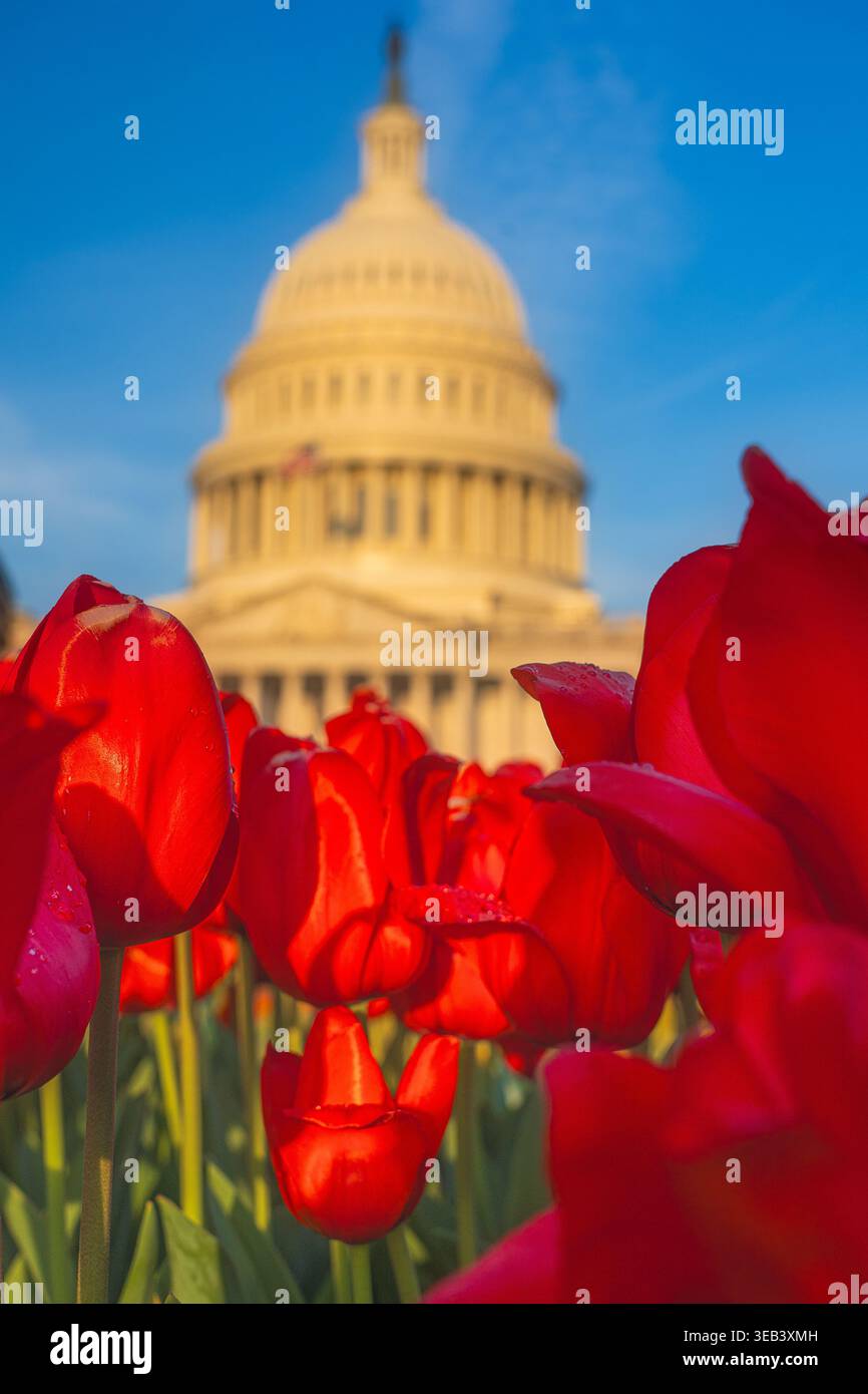 Vue du dôme du Capitole des États-Unis derrière un champ de tulipes rouges vibrantes sous un ciel bleu clair à Washington, District de Columbia, États-Unis. Banque D'Images