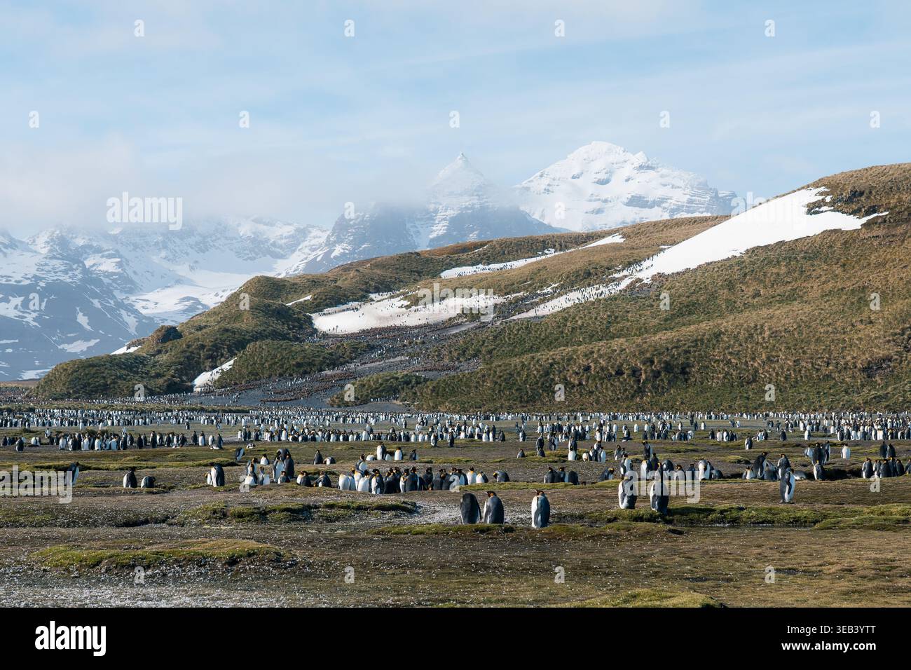 Vue d'une colonie massive de manchots royaux rassemblés sur la vaste toundra avec des montagnes enneigées en arrière-plan dans la plaine de Salisbury, Géorgie du Sud a Banque D'Images