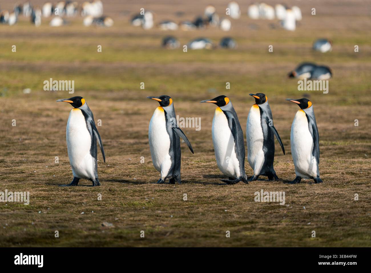 Vue de cinq manchots royaux marchant dans une rangée à travers la toundra à Salisbury Plain avec une grande colonie visible en arrière-plan sous la lumière douce du jour Sou Banque D'Images