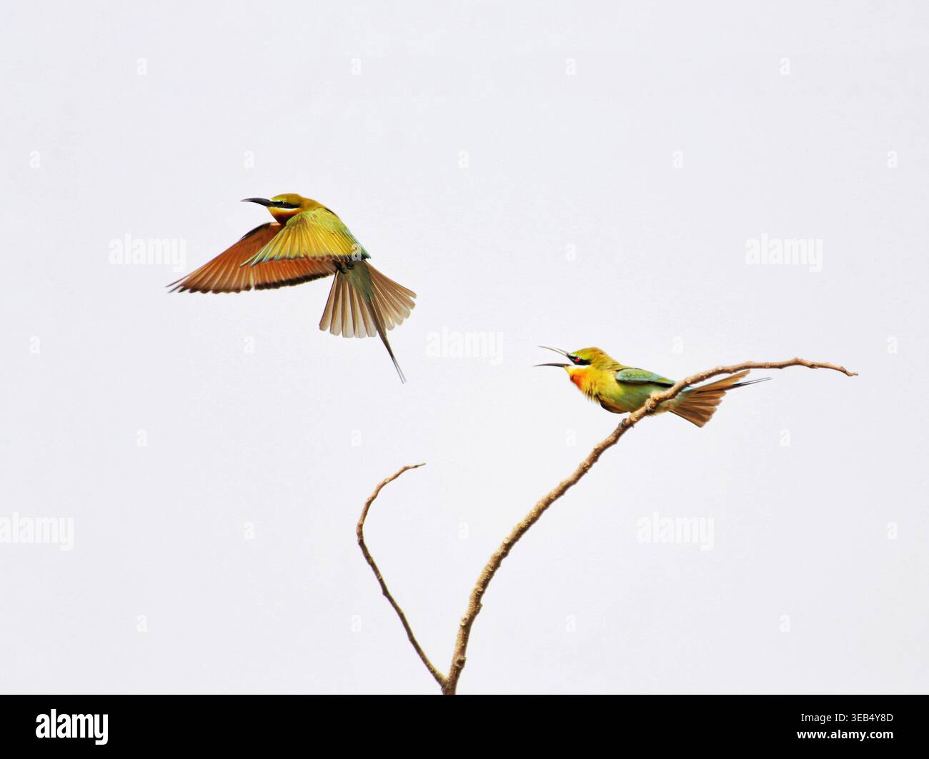 Vue de deux mangeurs d'abeilles à queue bleue avec l'un en vol et l'autre perché sur une branche sèche contre un ciel dégagé à Joypurhat, Rajshahi Division, Banglad Banque D'Images