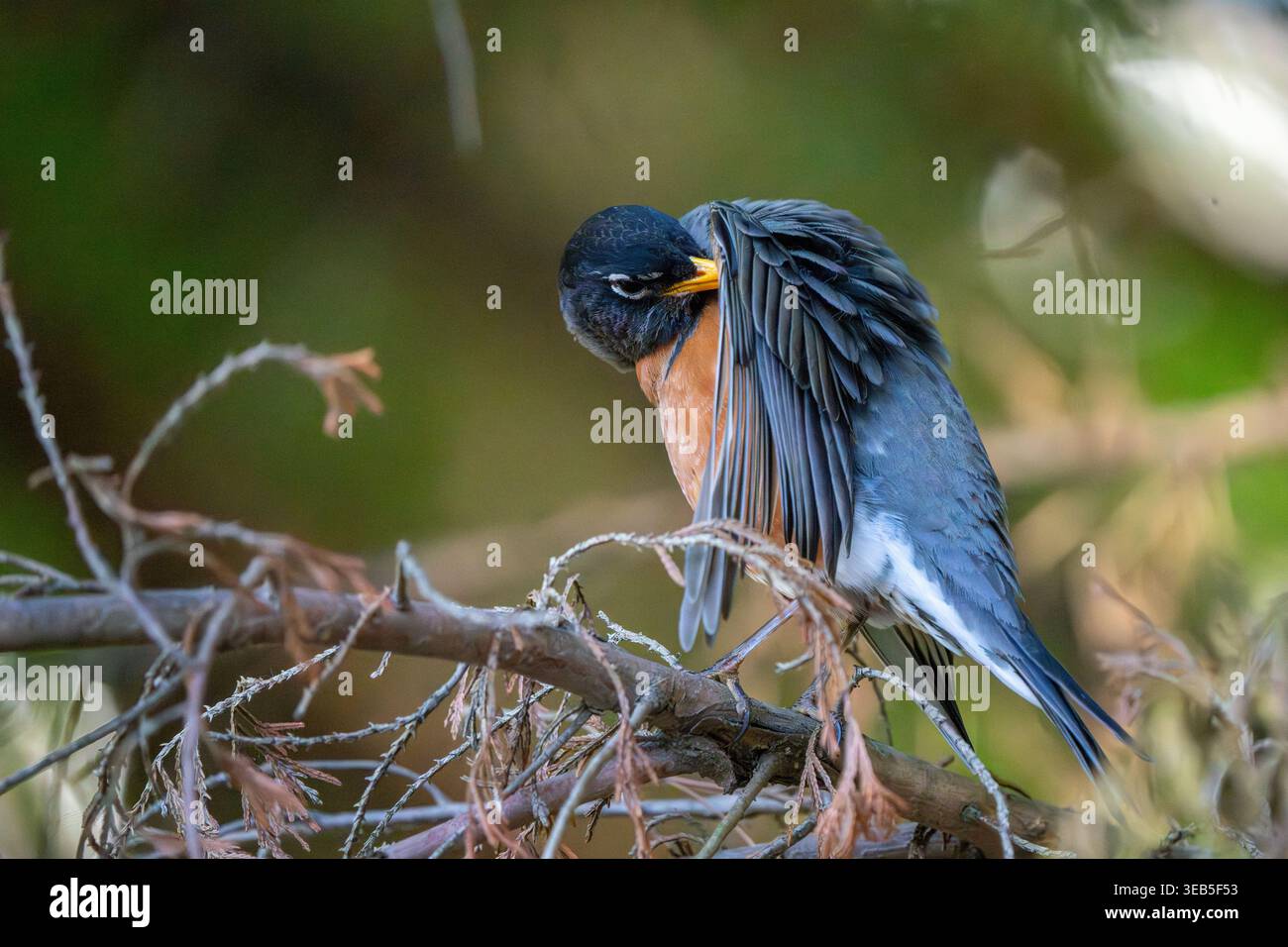 Robin toilette ses ailes tout en étant perché dans un arbre. Banque D'Images