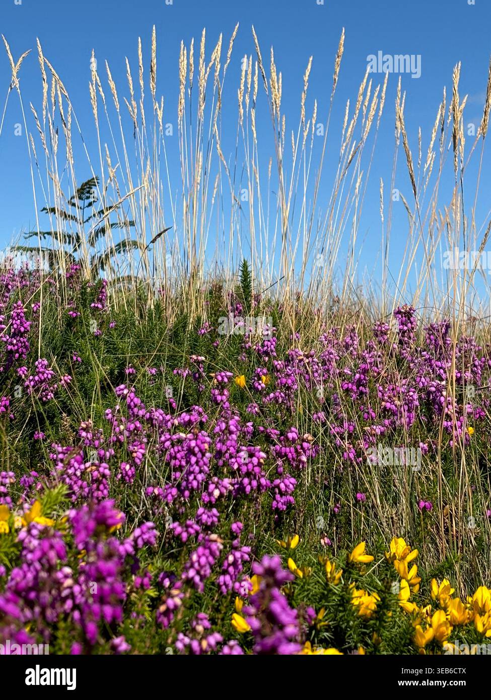 Haie de Cornouailles avec bruyère et gorse en fleur, St Agnes, Cornouailles, Royaume-Uni Banque D'Images