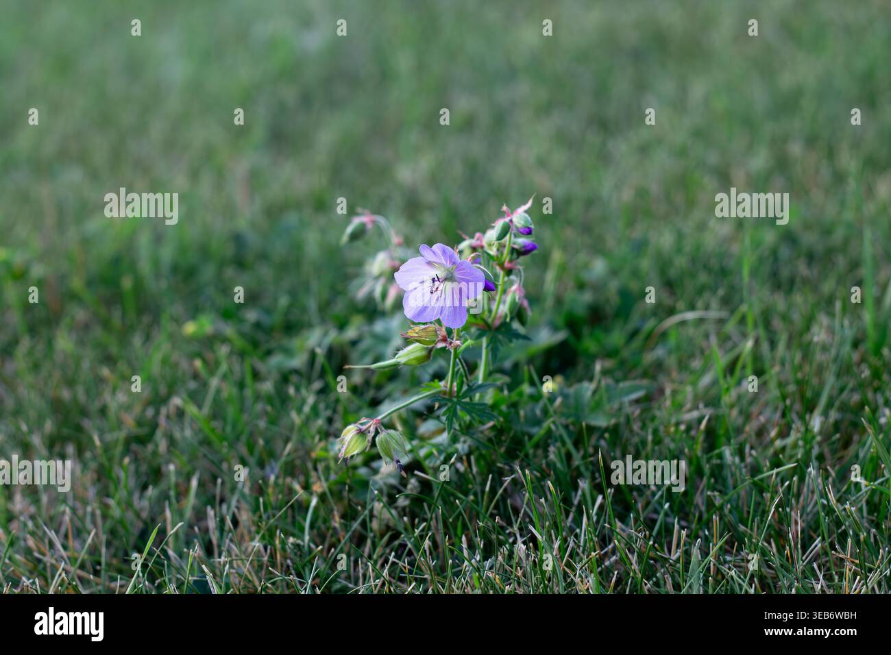 Géranium de prairie poussant seul et isolé dans Une pelouse Banque D'Images