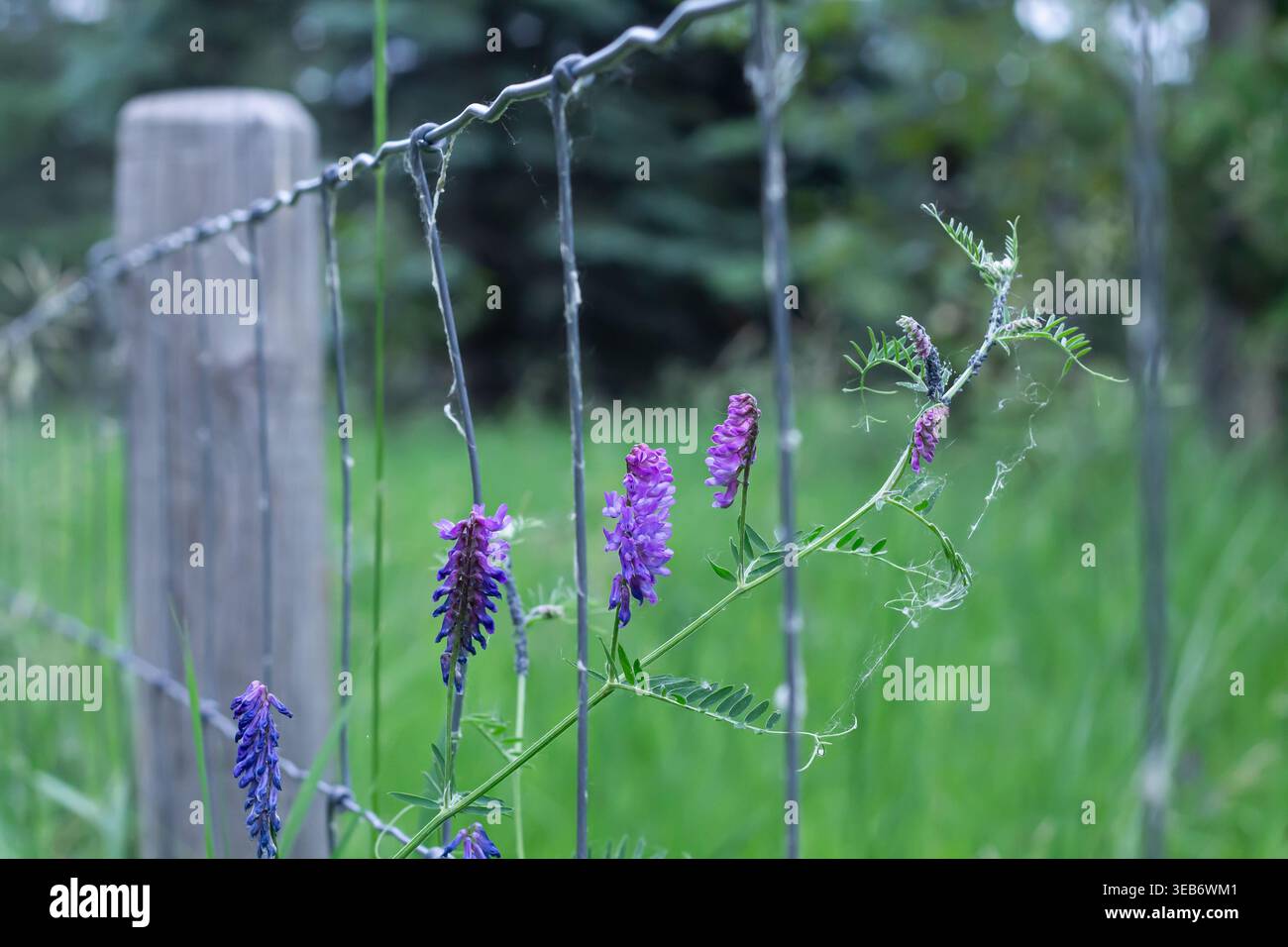 Tufted Vetch grimpe Une barrière de champ Banque D'Images