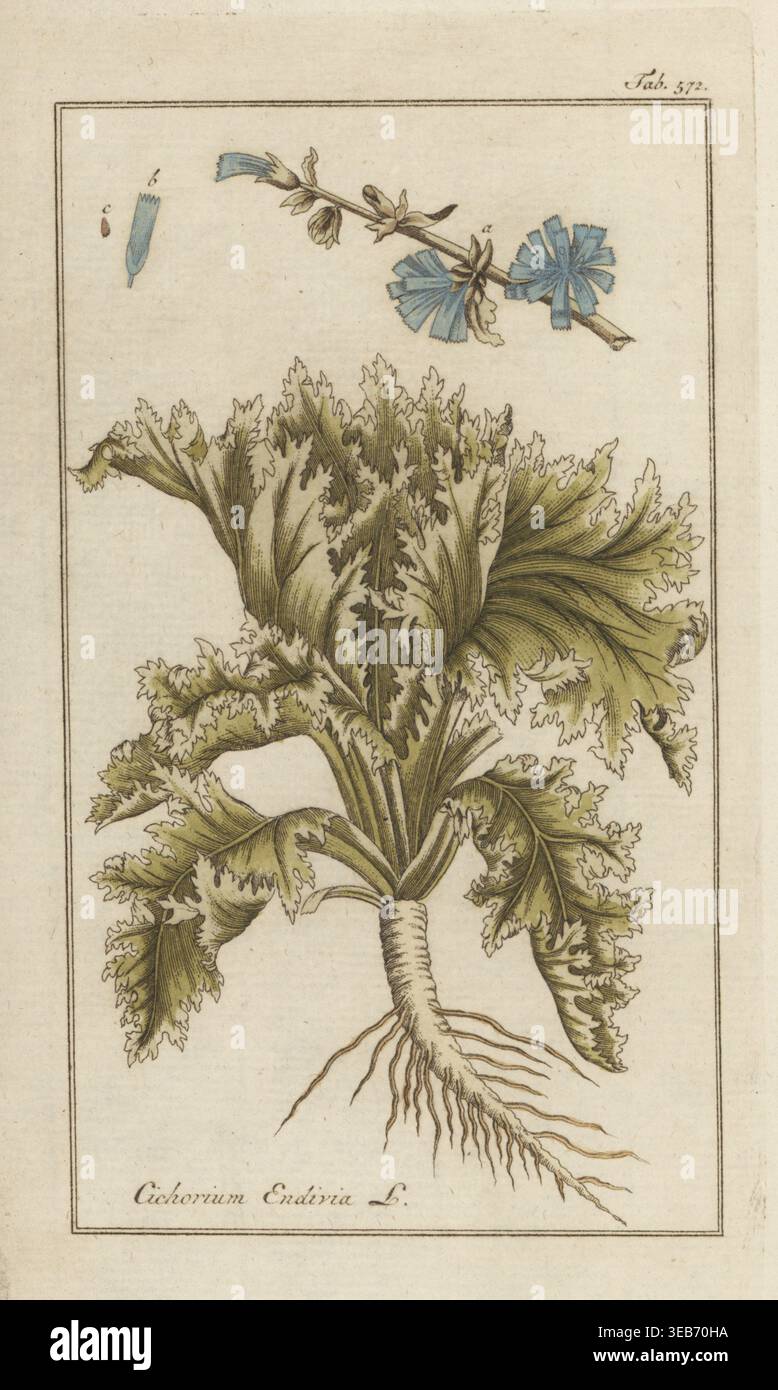 Endive ou escarole, Cichorium endivia. Gravure sur cuivre de Johannes Zorn's Icones plantarum medicinalium, illustrations of Medical plants, Afbeeldingen der Artseny-Gewassen, J.C. Sepp, Amsterdam, Hollande, 1796. Zorn (1739-1799) était un pharmacien et botaniste allemand qui voyageait dans toute l'Europe à la recherche de plantes médicinales. Banque D'Images