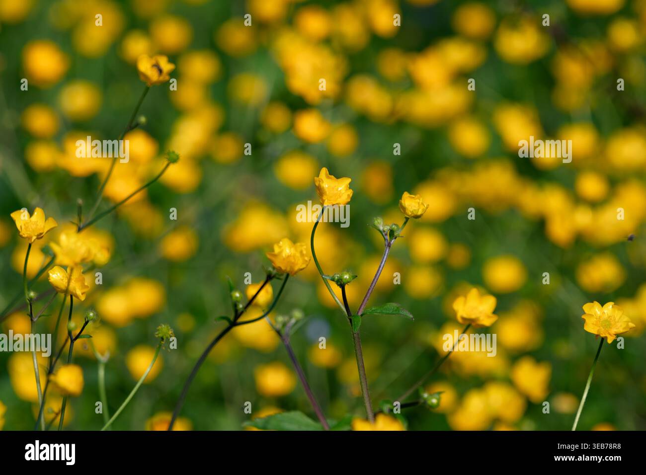 Vue d'un champ de papillons jaunes éclatants fleurissant parmi les tiges vertes sous la lumière du soleil à Zagreb, Croatie. Banque D'Images