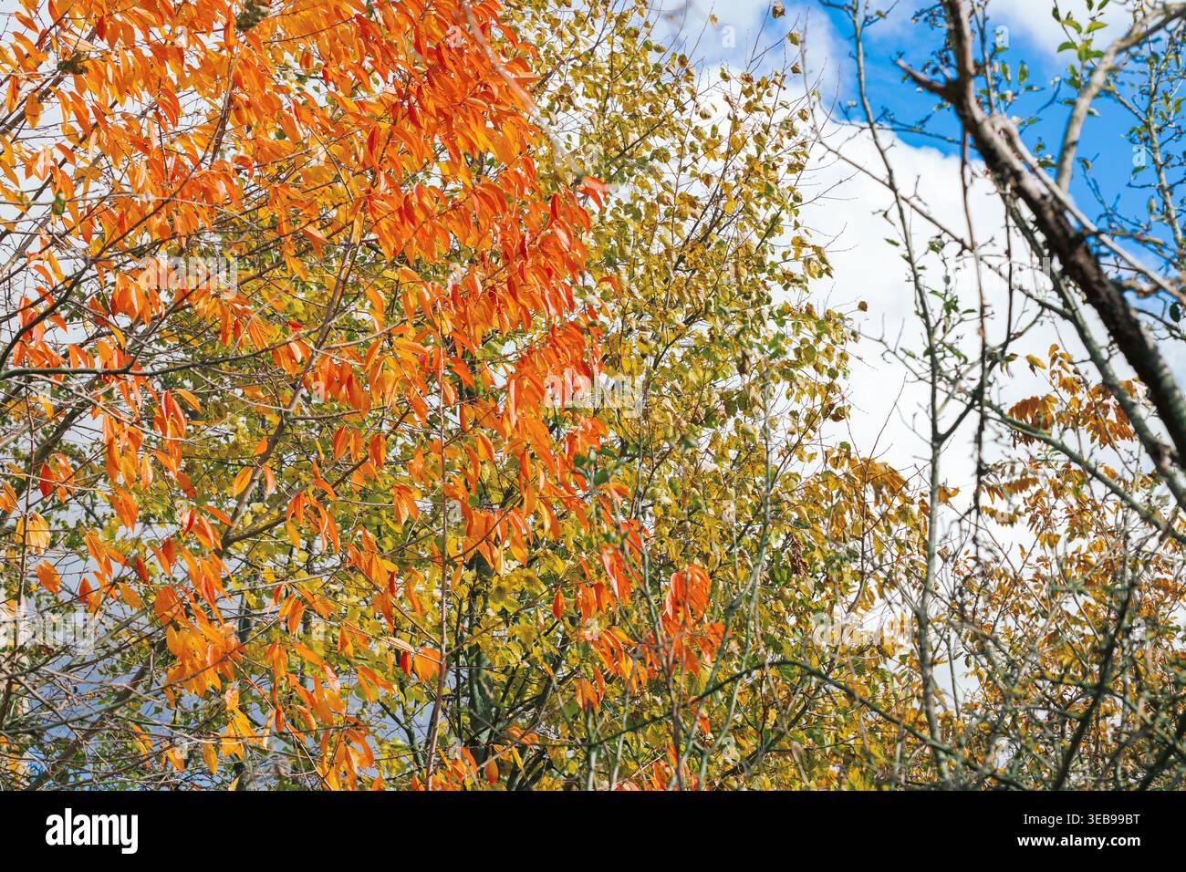 Vue rapprochée des arbres à feuilles caduques montrant leurs couleurs d'automne brillantes avec des branches s'étendant vers un ciel partiellement nuageux Banque D'Images