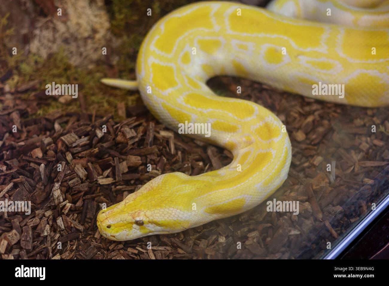 Python albinos birman jaune dans le terrarium Banque D'Images
