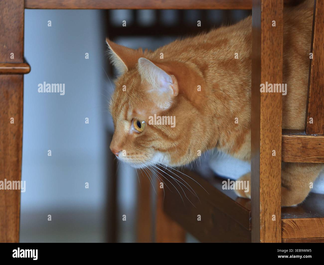 Chat domestique au gingembre Peering à travers la chaise en bois à l'intérieur Banque D'Images