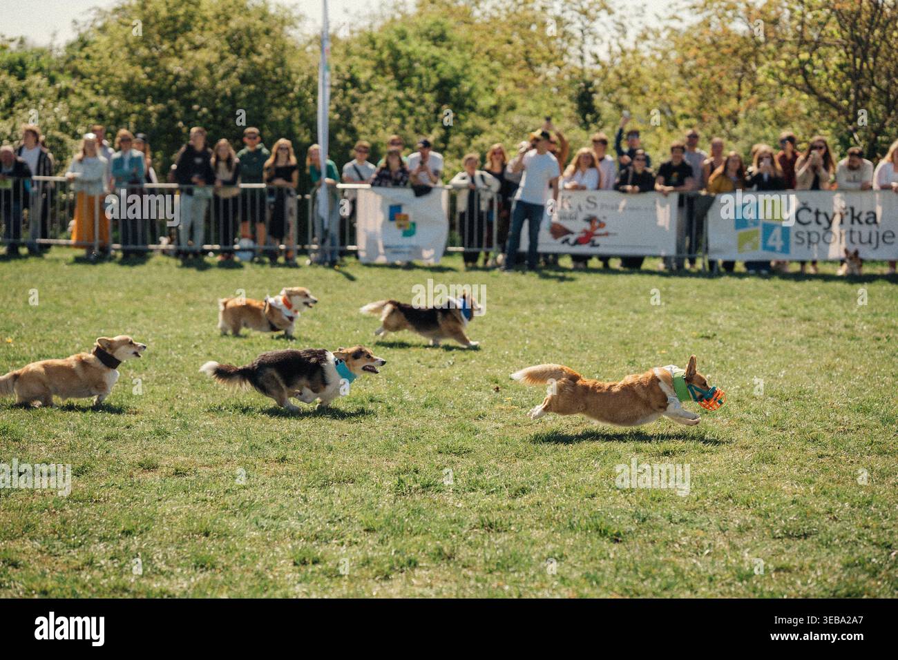 Les corgis courent et jouent dans un champ vert lors d'un événement à Prague avec de nombreuses personnes regardant en arrière-plan Banque D'Images
