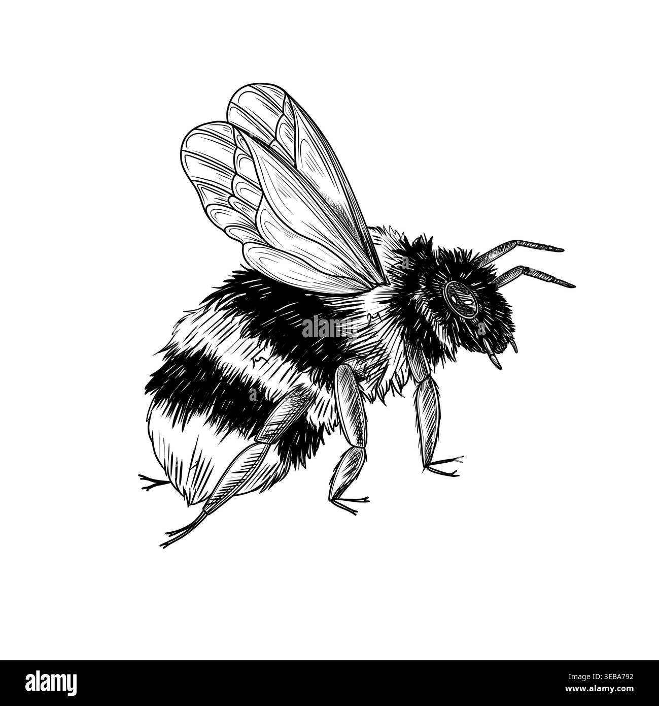 Illustration à l'encre de bourdon avec des ailes détaillées, des jambes et un corps flou. Dessiné à la main avec la technique du stylo fin. Convient pour affiches botaniques, impression nature Banque D'Images