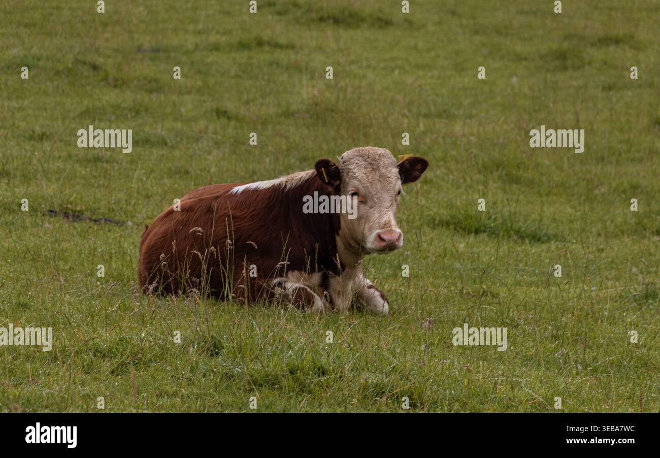 Une jeune vache Hereford brune et blanche reposant sur une prairie verte en Irlande. Banque D'Images