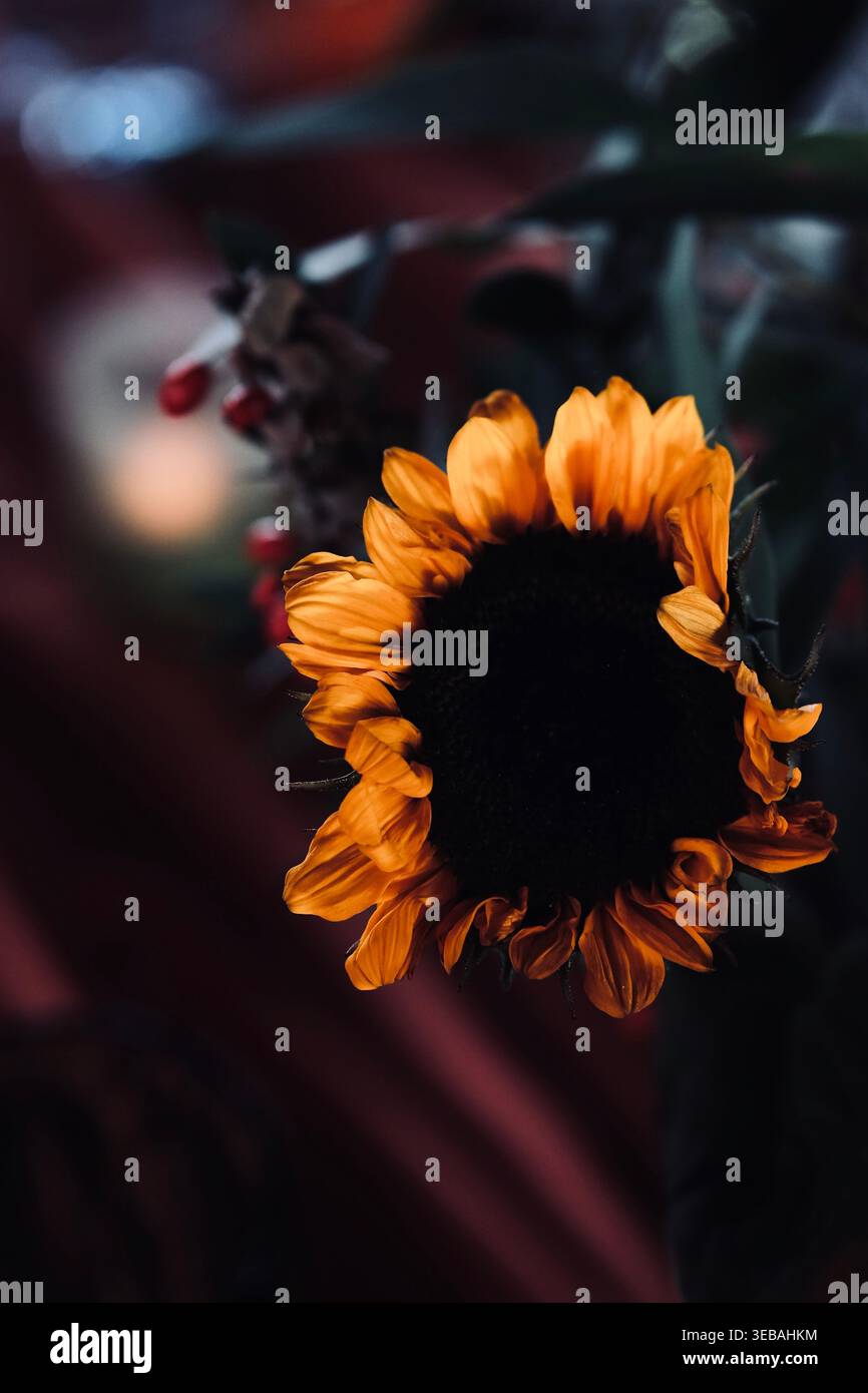 Tournesol dans l'ombre. Tournesol d'automne avec lueur chaude et ombre Banque D'Images