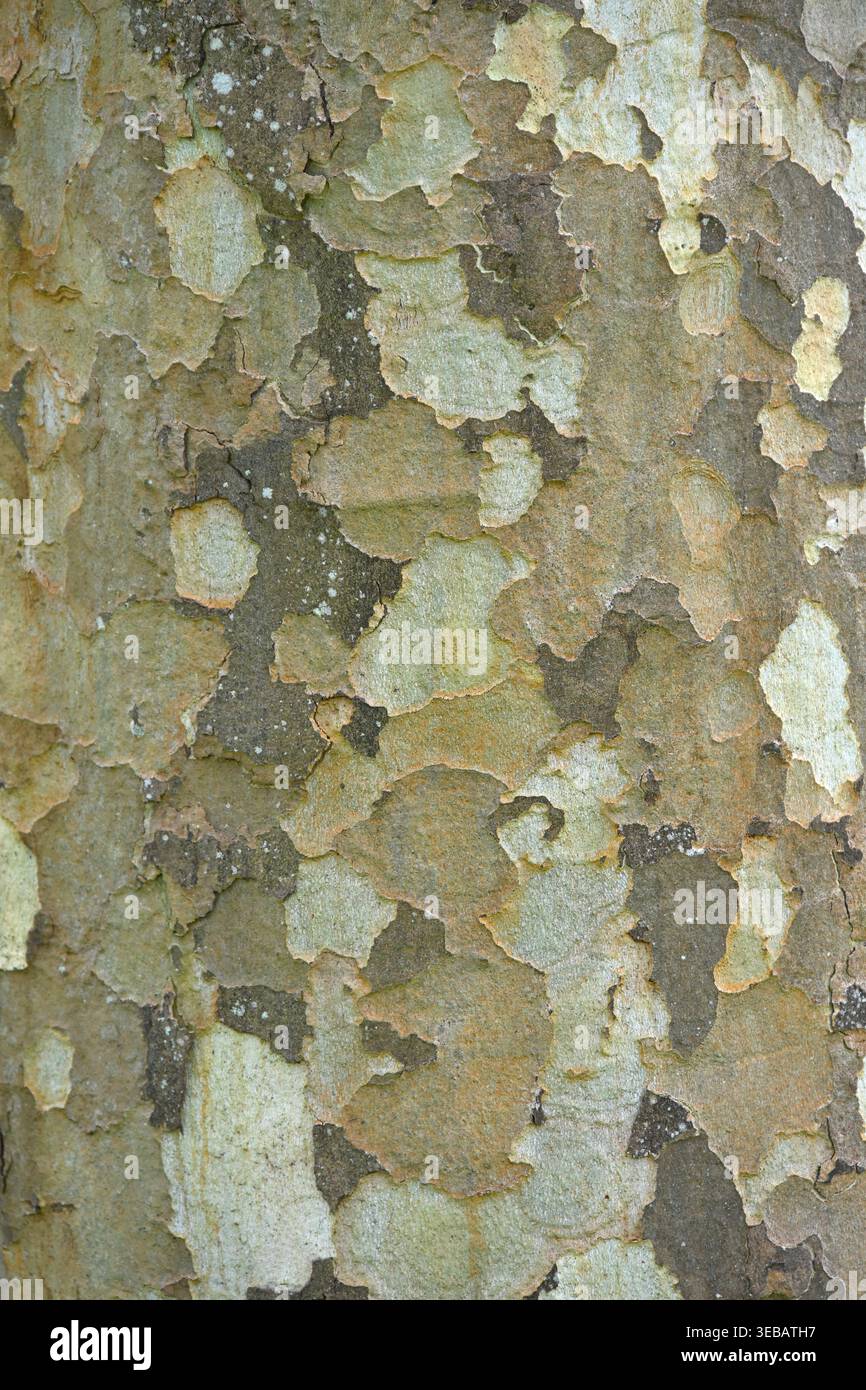 Gros plan de l'écorce tachetée sur Platanus x hispanica ou London plane tree UK avril Banque D'Images