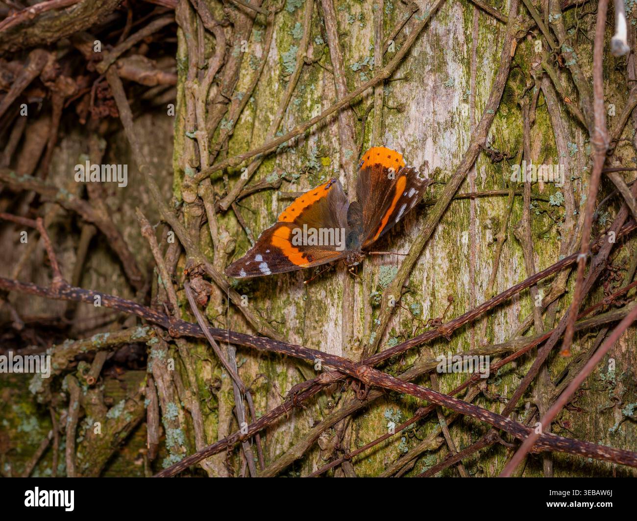 Gros plan d'un seul papillon Red Admiral sur une écorce d'arbre texturée recouverte de vignes séchées dans un cadre naturel extérieur Banque D'Images