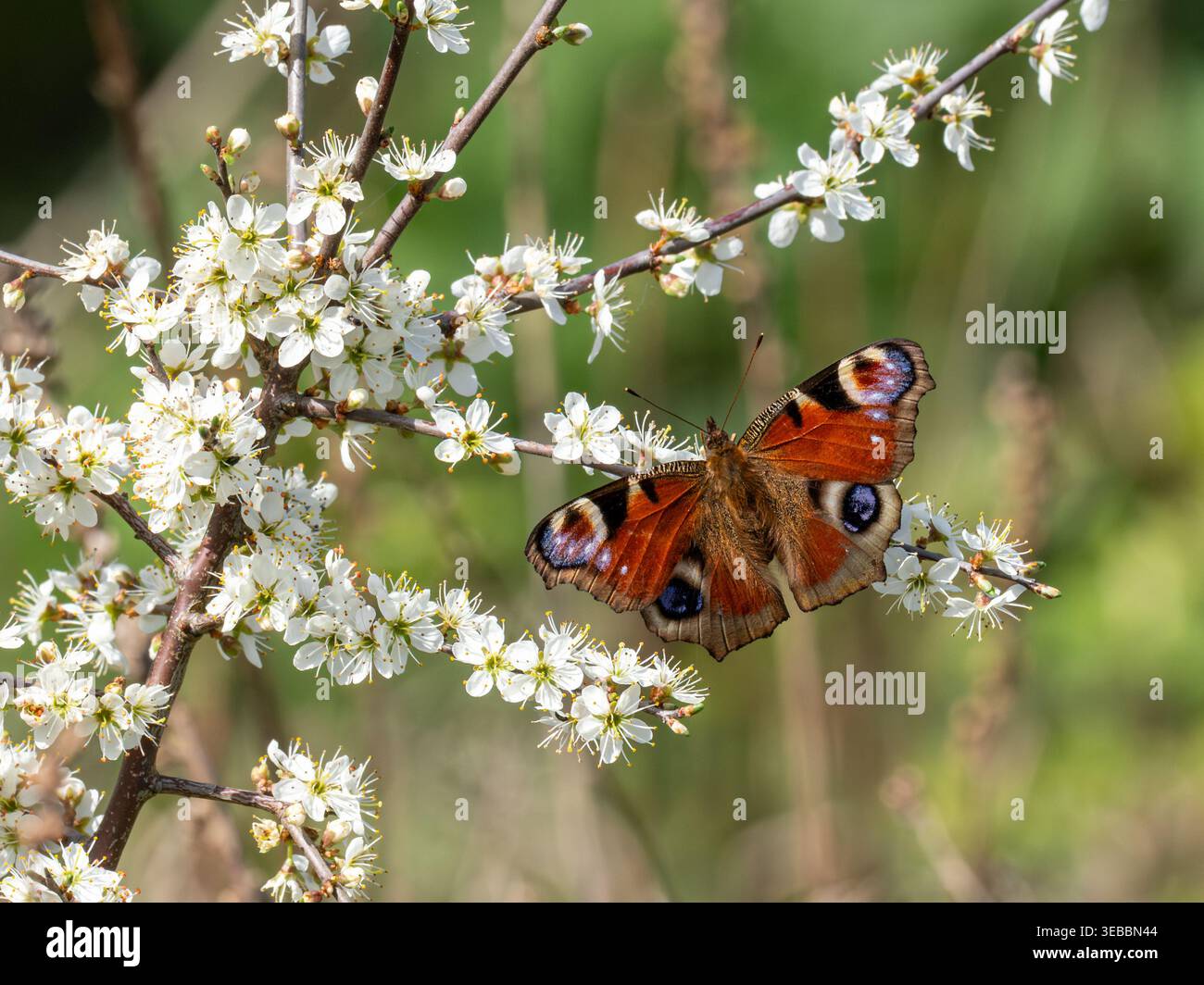 Papillon paon (Aglais io) sur fleur blanche d'un arbre d'épine noire au printemps, Angleterre, Royaume-Uni Banque D'Images