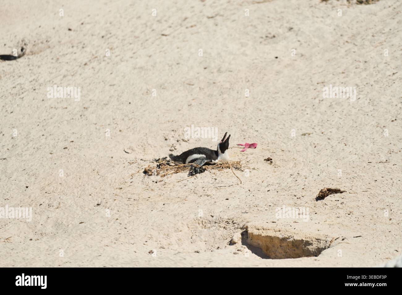 Oiseau de bord de mer avec étiquette de recherche. Pingouin adulte se trouve sur la plage avec bande de surveillance et fragments de Kelp Banque D'Images