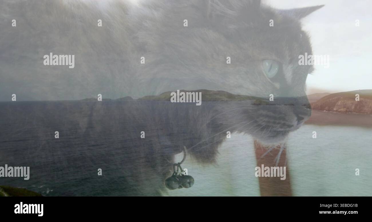 Chat domestique gris à poil long superposé regardant juste au-dessus du littoral côtier, avec cloches de collier Banque D'Images