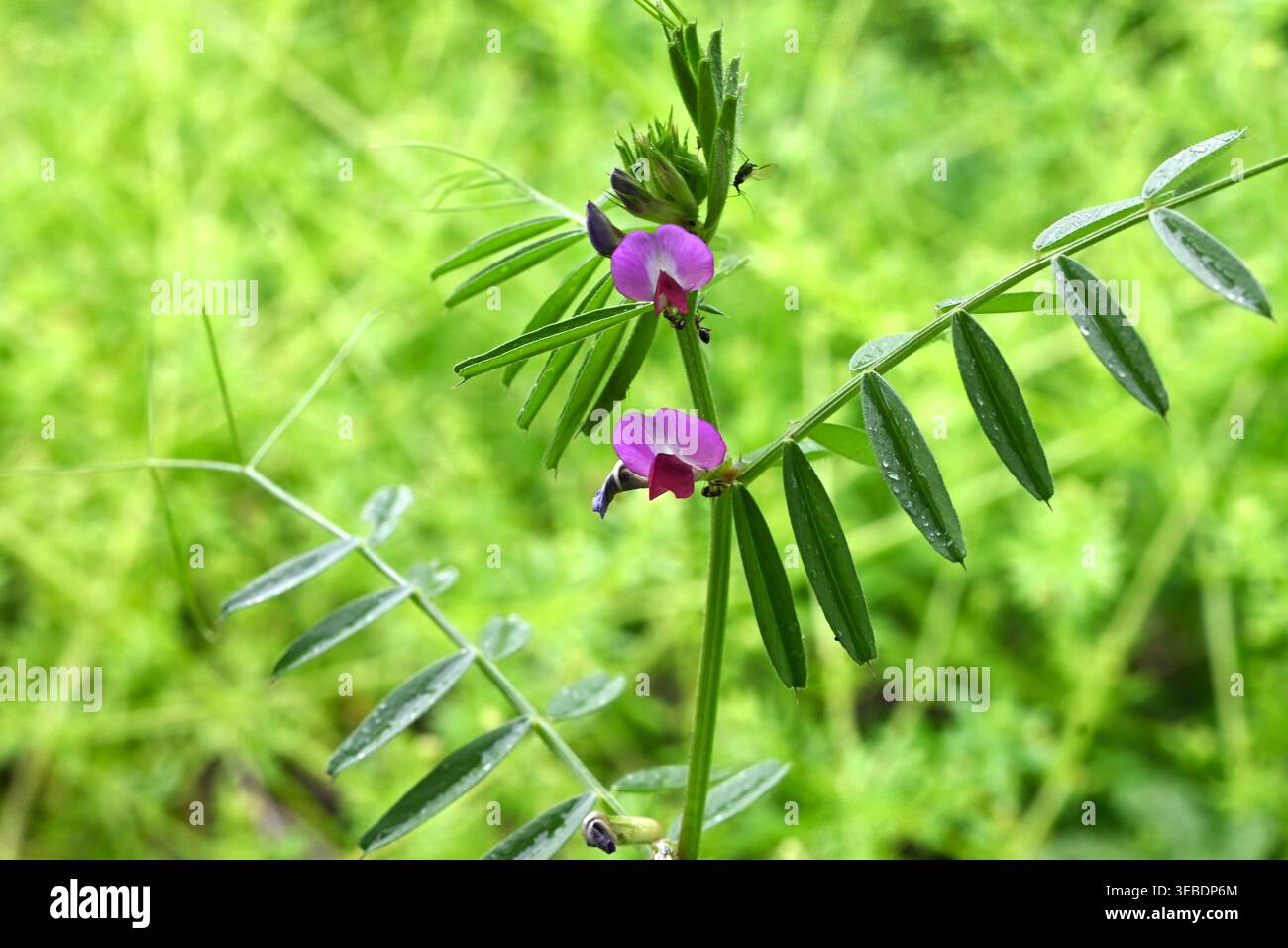 Vicia sativa (vesce à feuilles étroites). Vigne biennale Fabaceae. Il produit des fleurs en forme de papillon au printemps, et ses légumineuses mûrissent à une couleur noire. Banque D'Images