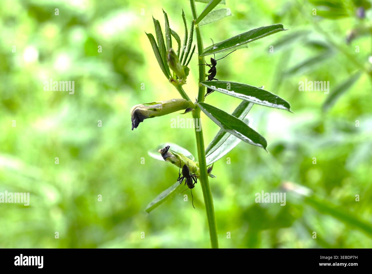 Vicia sativa (vesce à feuilles étroites). Vigne biennale Fabaceae. Il produit des fleurs en forme de papillon au printemps, et ses légumineuses mûrissent à une couleur noire. Banque D'Images