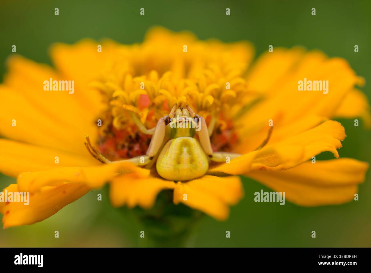 Whiteband Crab Spider camouflé sur une fleur orange de Zinnia, attendant la proie Banque D'Images