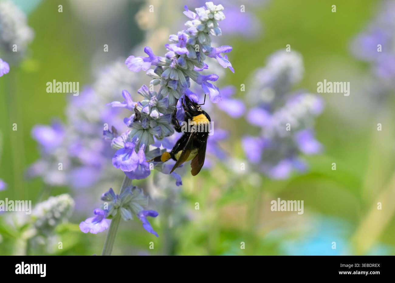 Bourdon obtenant le nectar des fleurs violettes de Salvia, avec du pollen visible sur sa tête et son dos Banque D'Images