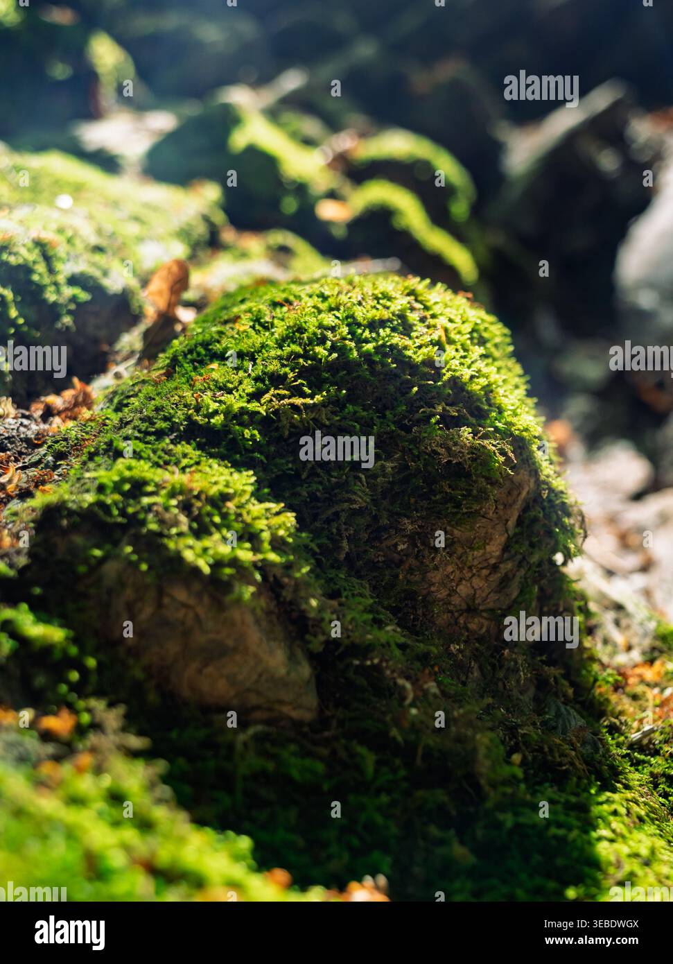 La vue macro capture les fleurs de mousse verte luxuriante sur les rochers accidentés de la forêt sous les rayons de soleil chauds de la journée Banque D'Images