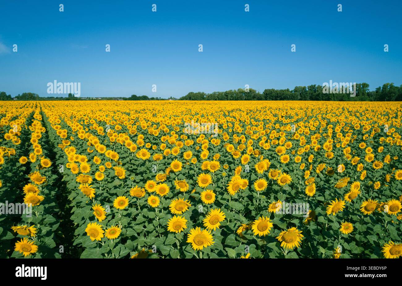 La vue aérienne capture un vaste champ de tournesols brille d'un jaune éclatant sous un soleil d'été brillant Banque D'Images