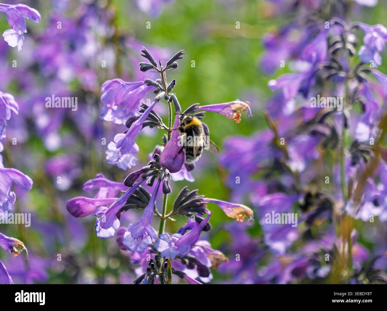 Bourdon recueille le nectar de fleurs tubulaires violettes vives dans un jardin ensoleillé pendant la journée Banque D'Images