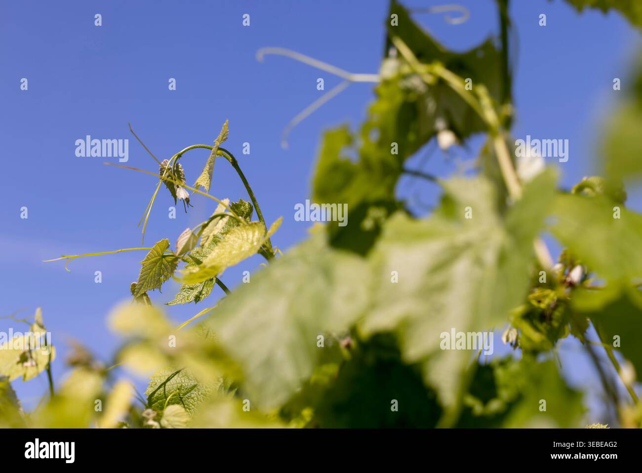 Les raisins s’étirent vers le ciel bleu, une jeune vigne verte avec des tendres délicates et des feuilles brillantes sur fond d’un espace bleu clair sur un soleil Banque D'Images