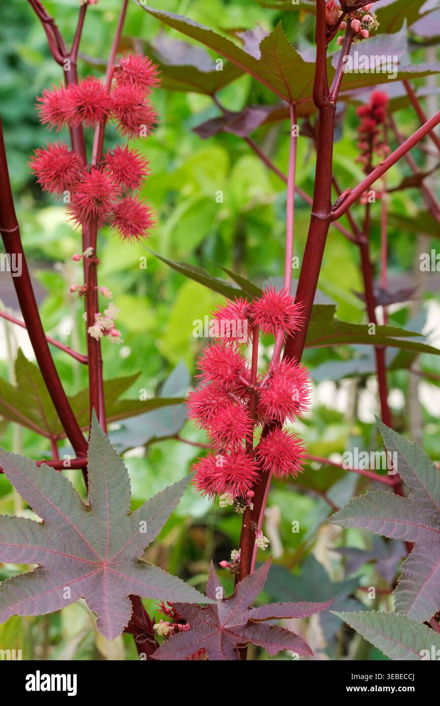 Ricinus communis Carmencita, plante d'huile de ricin Carmencita, épis de fleurs femelles rouges en été Banque D'Images