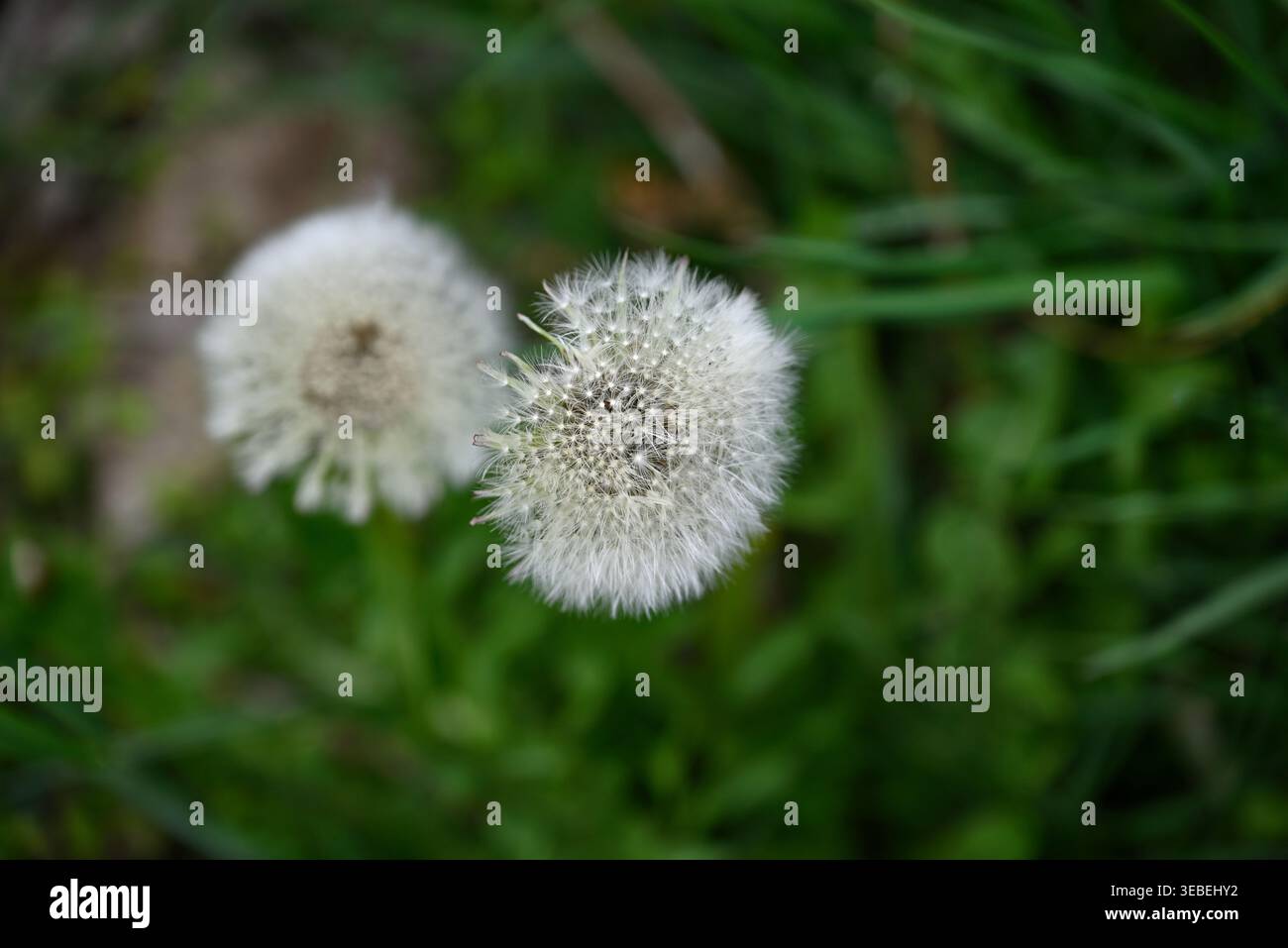 Détails des graines de pissenlit blanc. Graines de Taraxacum officinalis prêtes à voler. Banque D'Images