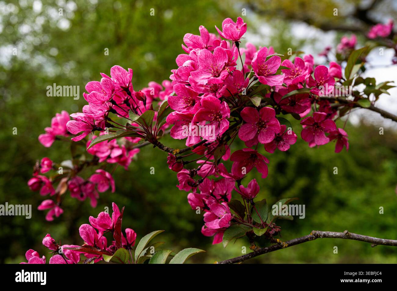 Crabe prairifire, Rosaceae. Fleur rose au printemps. Banque D'Images