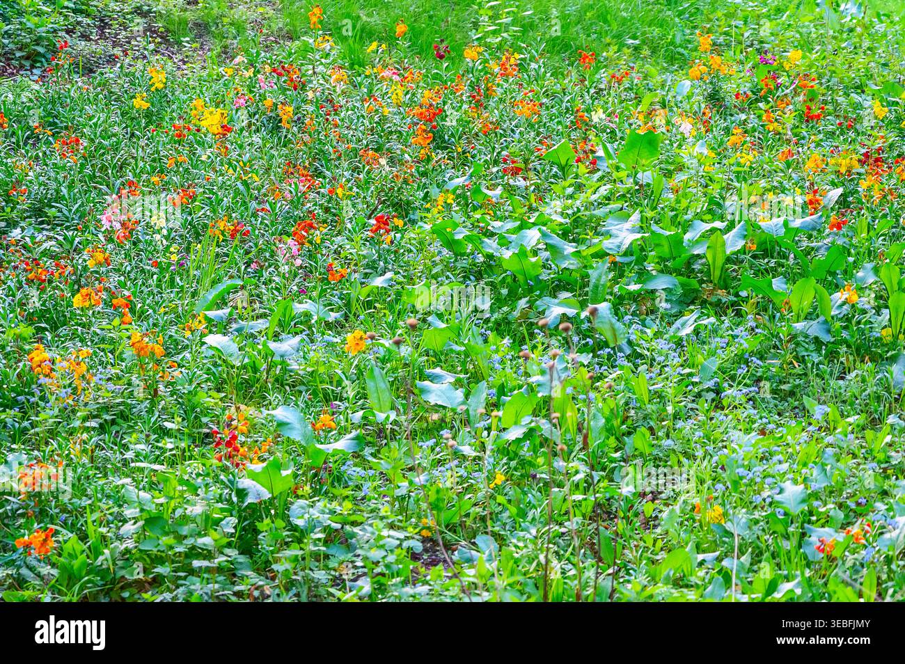 Prairie vibrante remplie de diverses fleurs sauvages de différentes couleurs et d'un feuillage vert luxuriant Banque D'Images