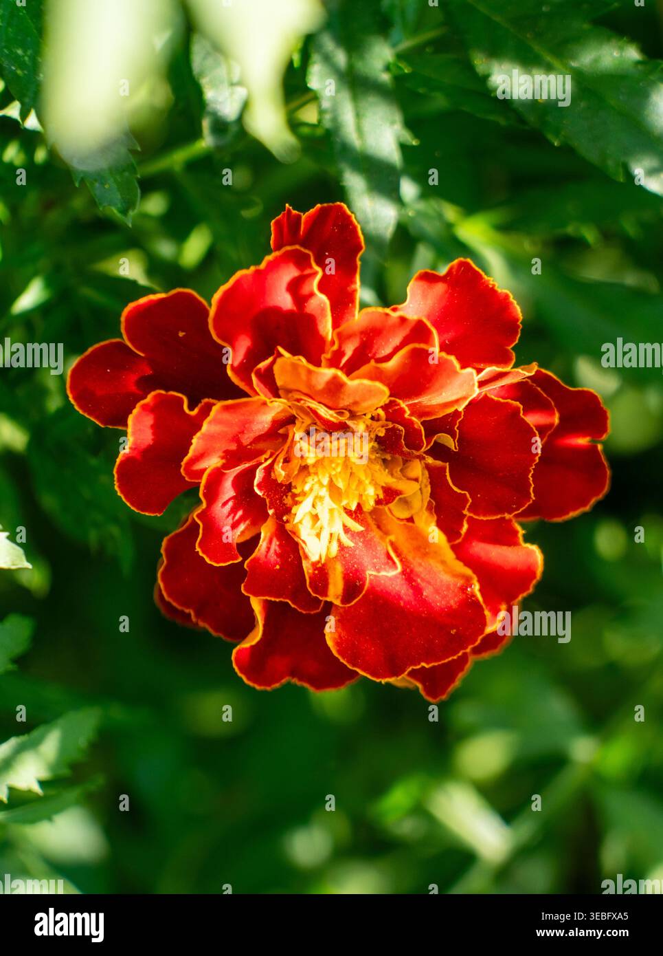 Fleur de souci rouge et orange éclatante fleurissant dans un jardin ensoleillé par une journée lumineuse Banque D'Images