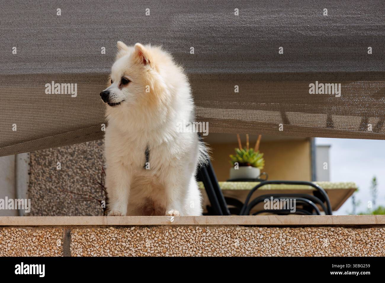 Chien blanc de poméranie debout sur un balcon de la maison résidentielle Banque D'Images