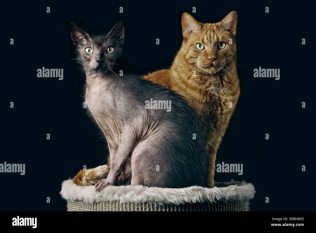 Portrait de deux chats assis sur fond noir et regardant la caméra. Banque D'Images