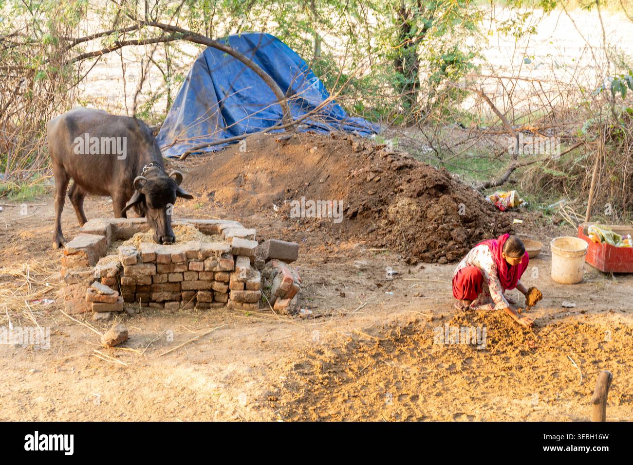 Préparation de gâteaux de bouse de vache à partir d'un buffle d'eau pour utilisation comme source de combustible, Agra, Uttar Pradesh, Inde. Banque D'Images