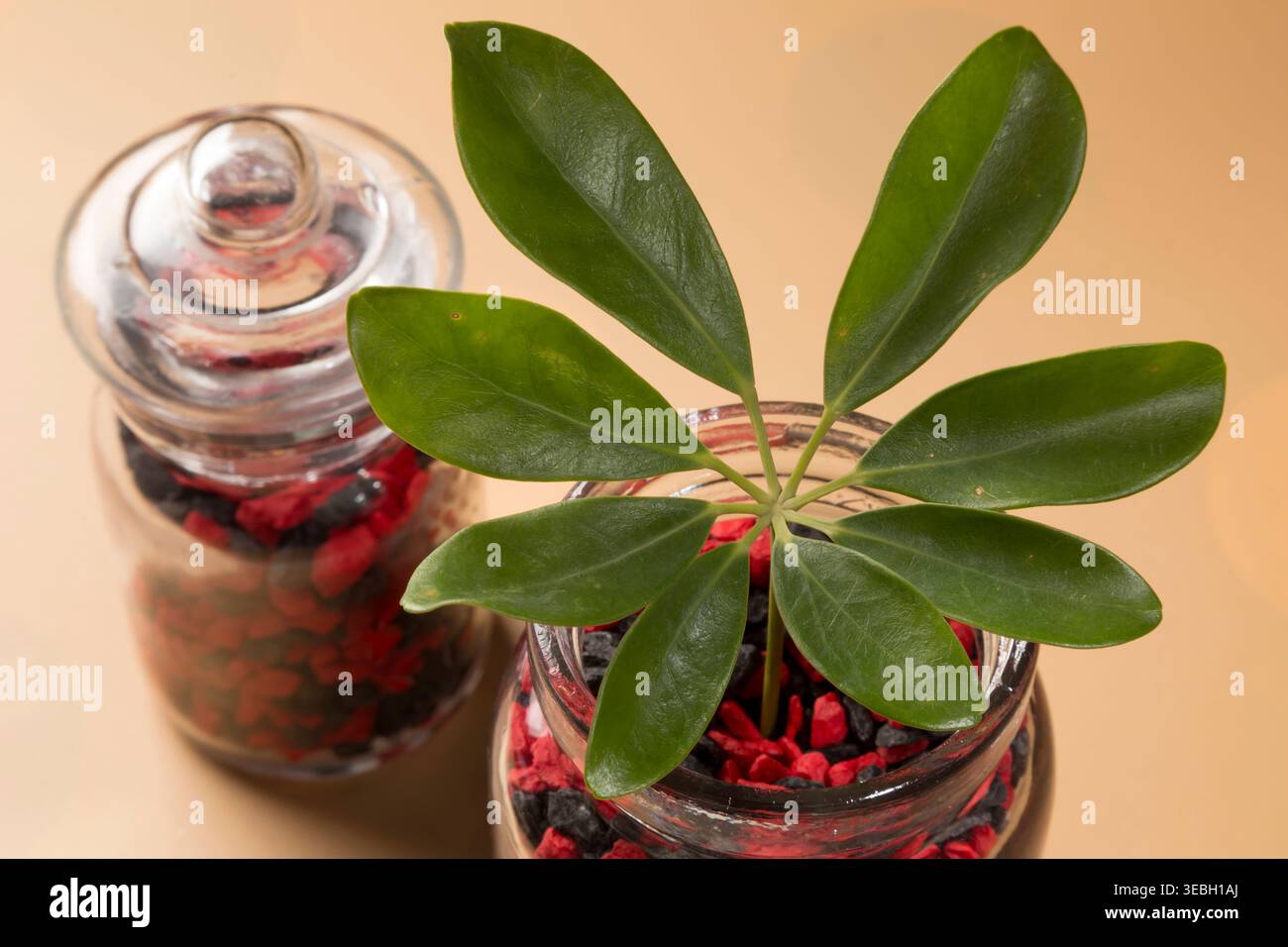 Vue de haut en bas de deux bocaux en verre contenant de minuscules cailloux décoratifs rouges et noirs sur un fond orange. Une grande feuille de ficus vert accentue la scène, Banque D'Images