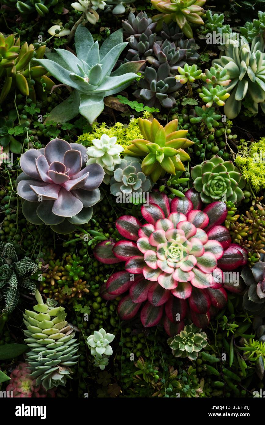 Succulentes multicolores soigneusement et habilement implantées dans un grand jardin de roche. Banque D'Images