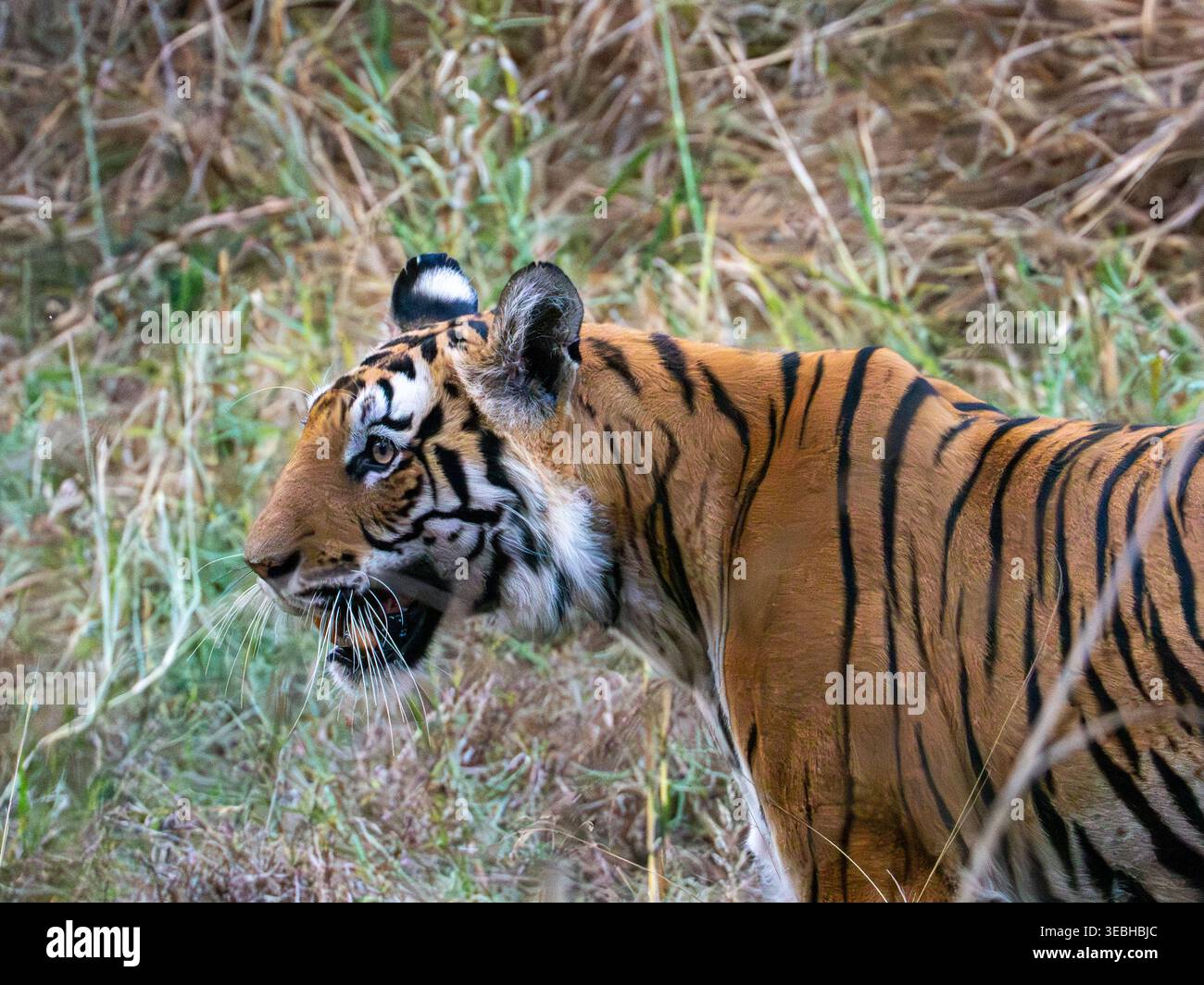 Dernier tigre dans l'herbe, Parc National de Bandhavgahr, Inde Parc National de Bandhavgahr, Inde Banque D'Images