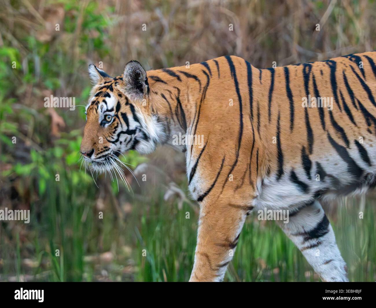 Dernier tigre dans l'herbe, Parc National de Bandhavgahr, Inde Parc National de Bandhavgahr, Inde Banque D'Images