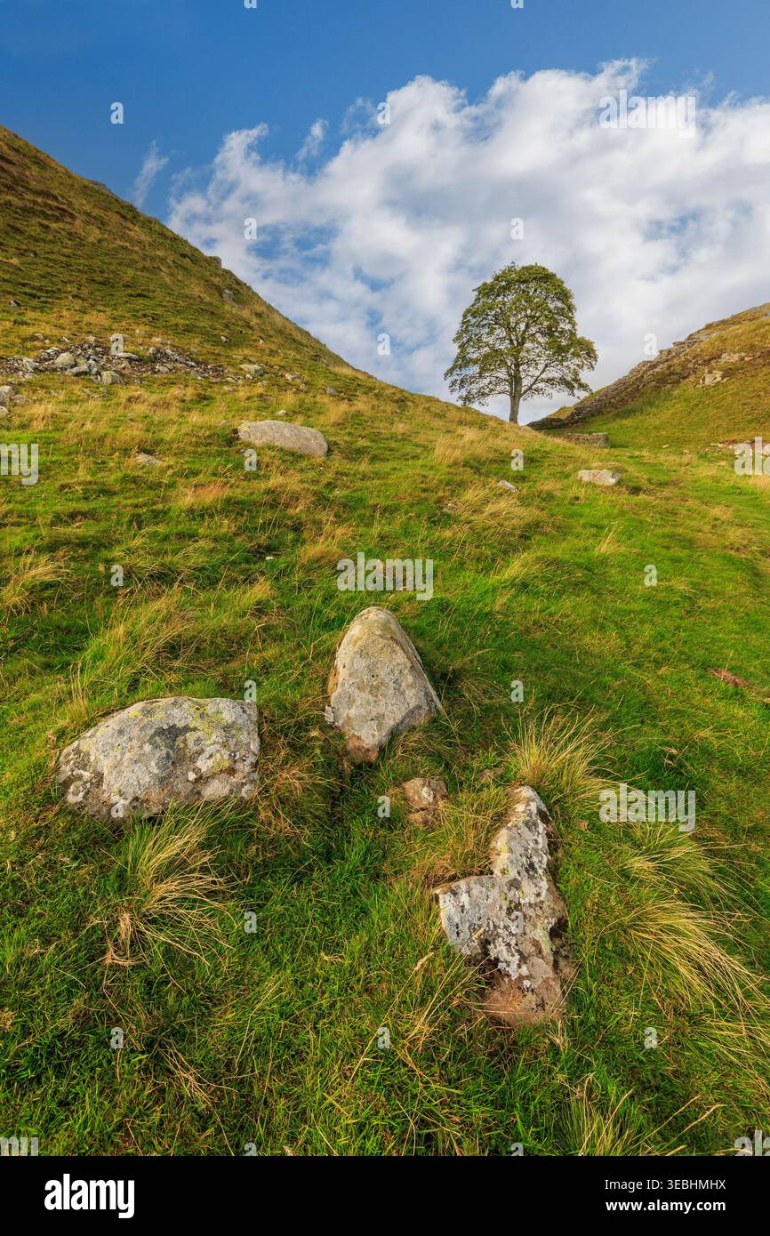 Sycamore Gap, Hadrien's Wall, Northumberland, Angleterre, Royaume-Uni Banque D'Images