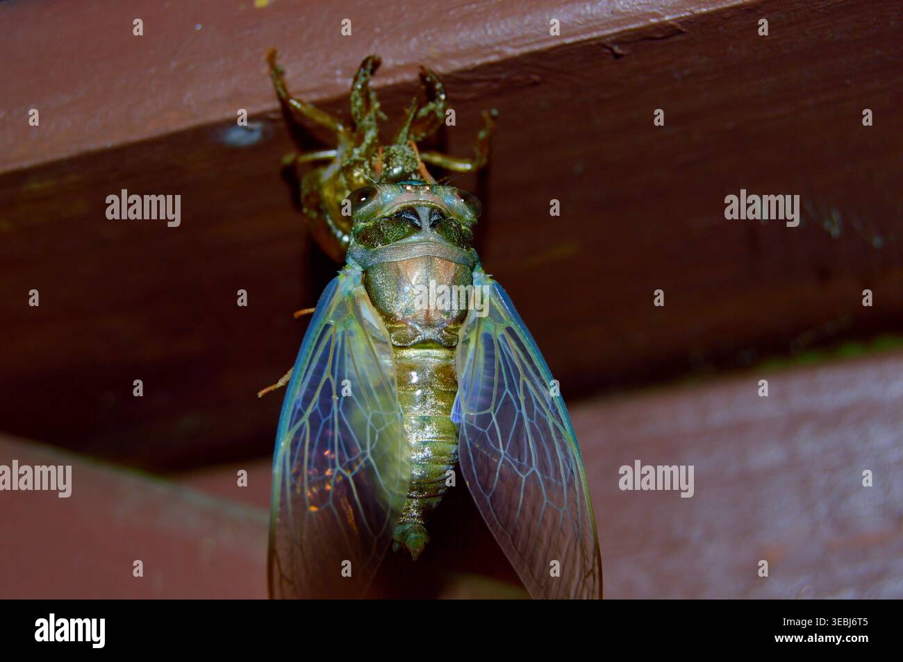 La cicada mue à Florescent Banque D'Images