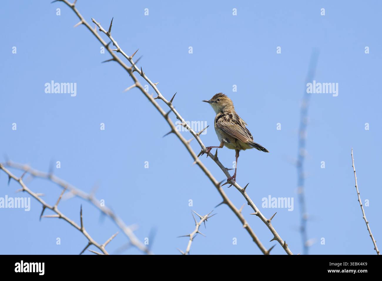 Zitting cisticola Cisticola juncidis, adulte perché sur une brindille, Tolède, Espagne, avril Banque D'Images
