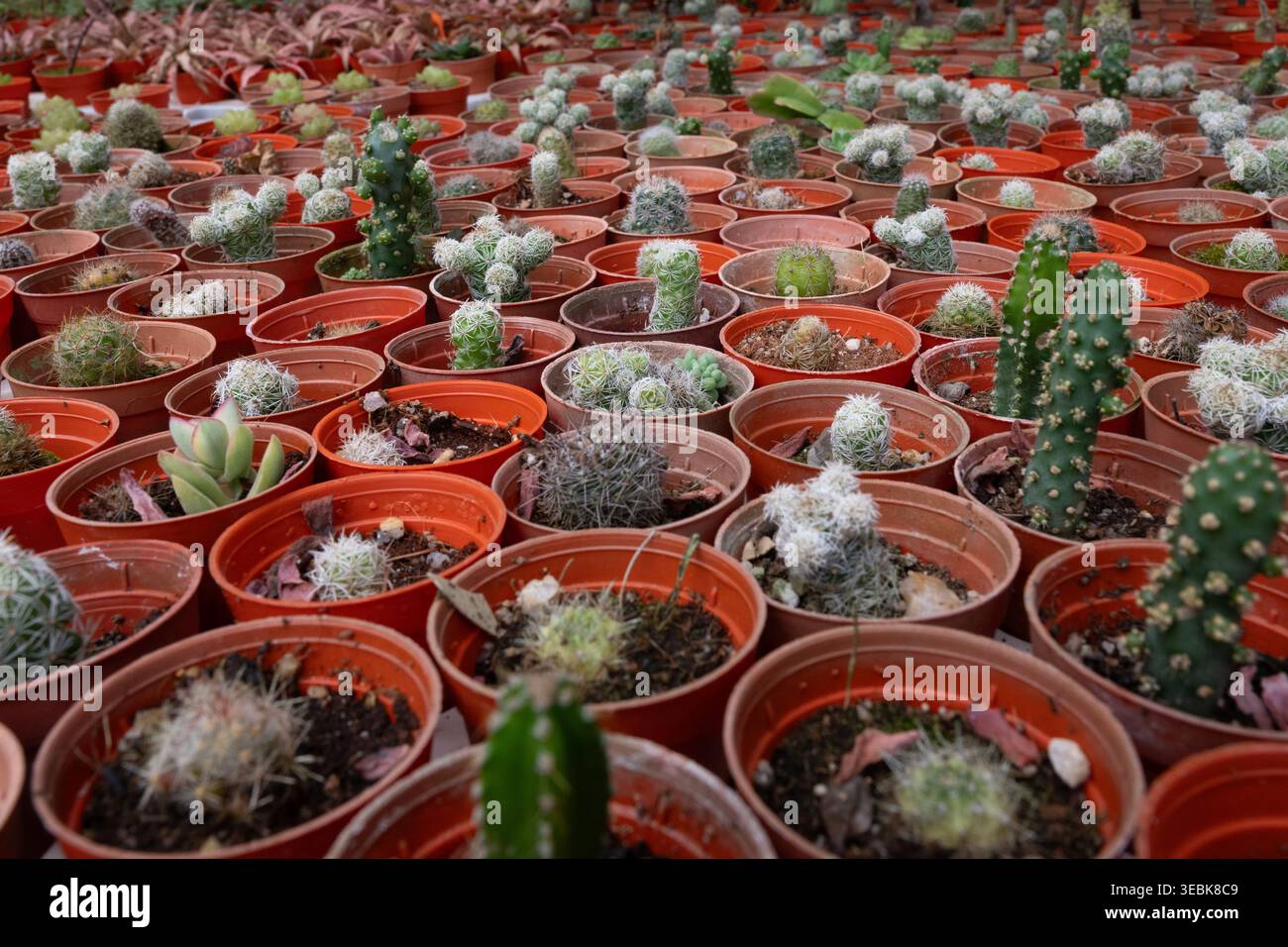 Semis de cactus en pots Banque D'Images