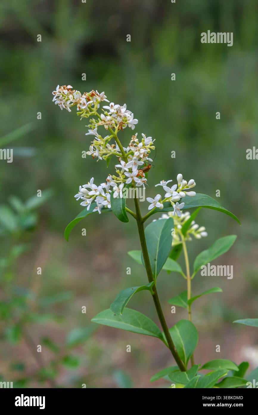 Le buisson fleuri un privet ordinaire Ligustrum vulgare. Banque D'Images