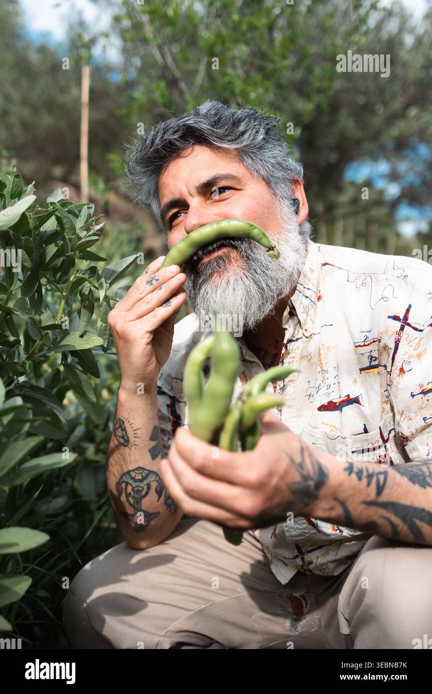Homme appréciant la récolte de fèves dans le jardin biologique Banque D'Images